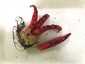 Tintahalgomba (Clathrus archeri), Őrség